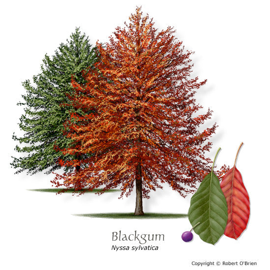 Black Gum Tree