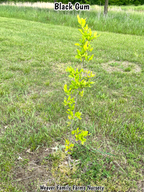 Black Gum Tree
