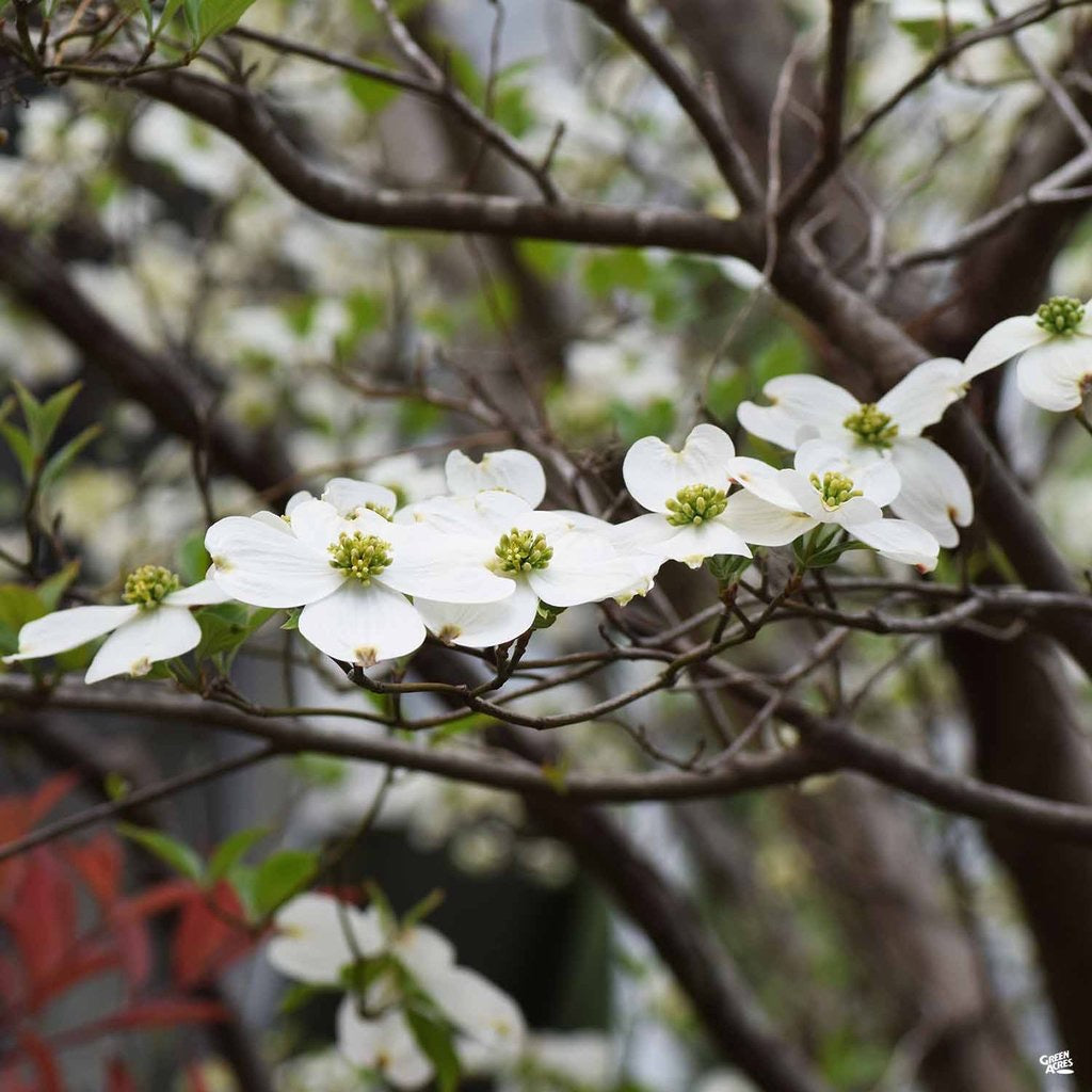 White Dogwood Tree