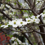 White Dogwood Tree