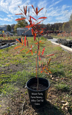 Willow Oak Tree