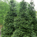 Arborvitae 'Green Giant'