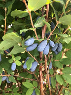 Honeyberry 'Boreal Blizzard' Haskap