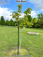 Red Maple Tree
