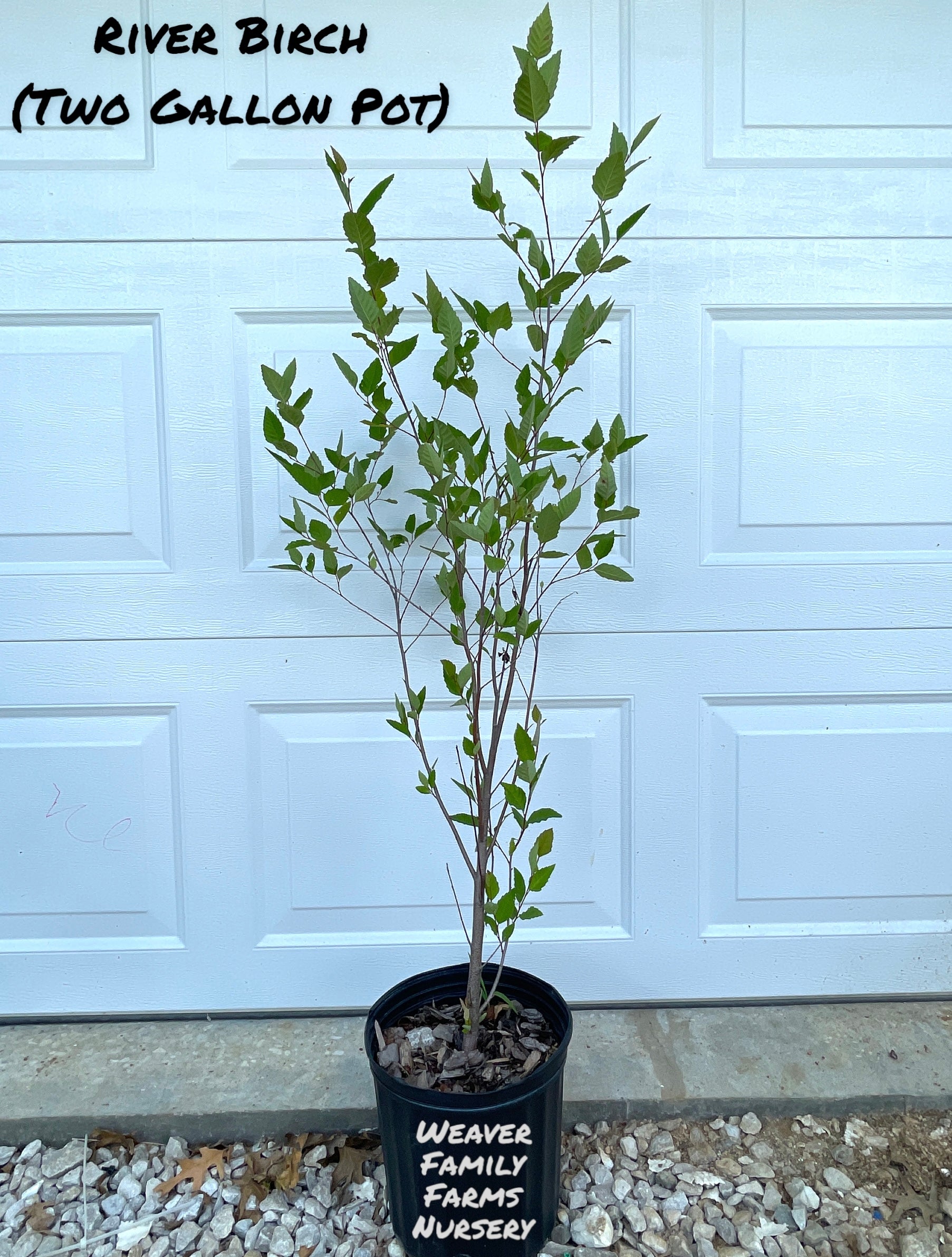 River Birch Tree