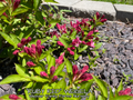 Weigela 'Ruby Red'