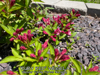 Weigela 'Ruby Red'