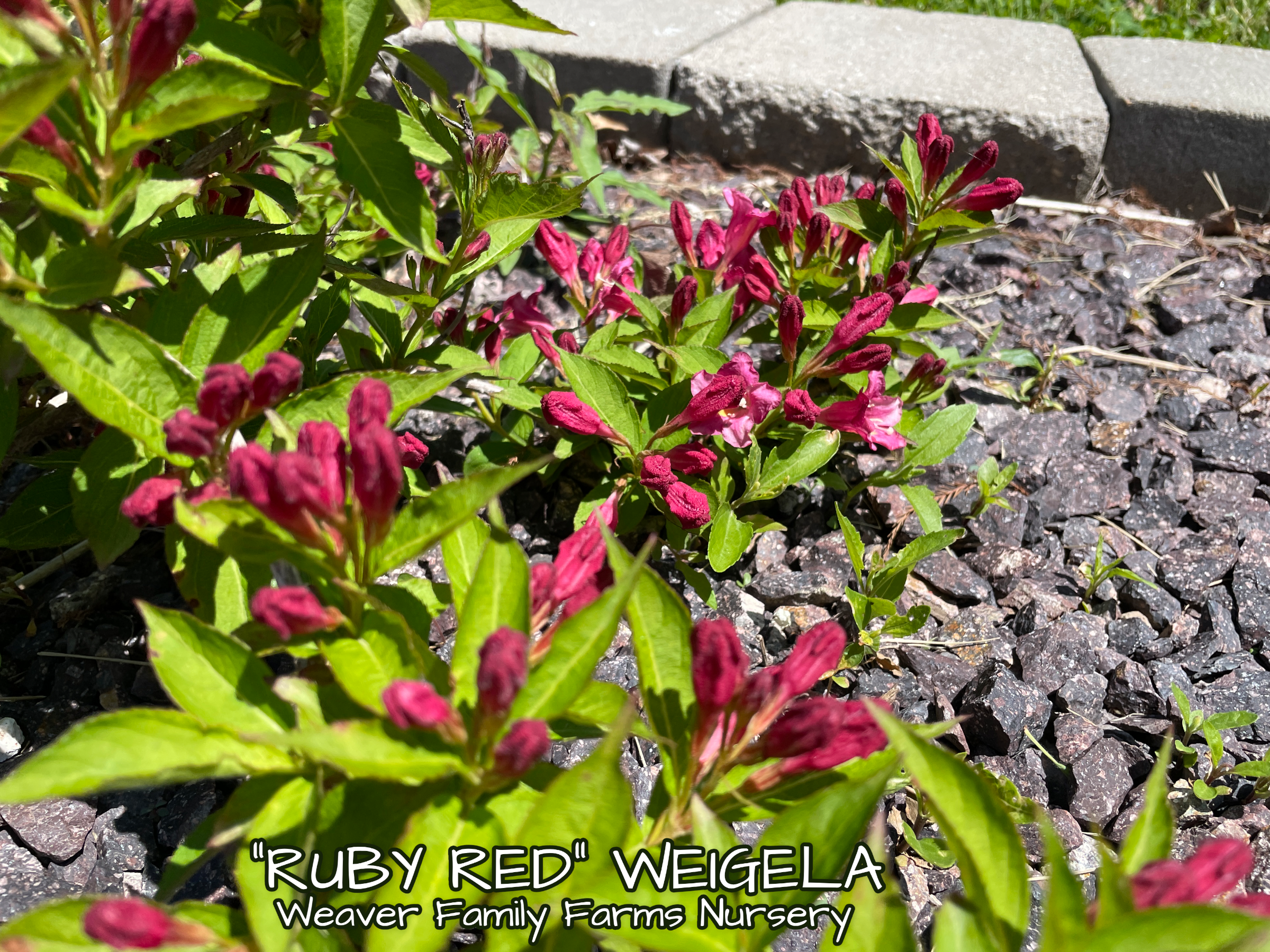 Weigela 'Ruby Red'