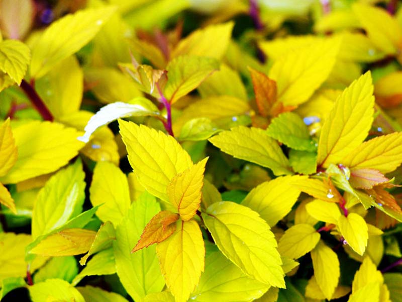 Spirea 'Gold Mound'