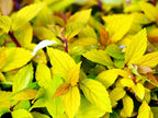 Spirea 'Gold Mound'