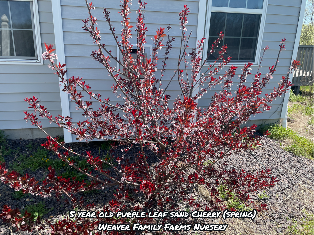 Purple Leaf Sand Cherry