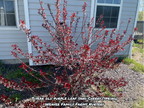 Purple Leaf Sand Cherry