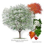 Washington Hawthorn Tree