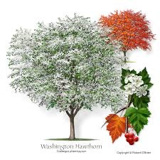 Washington Hawthorn Tree
