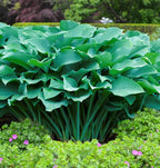 Upright Hosta 'Krossa Regal'