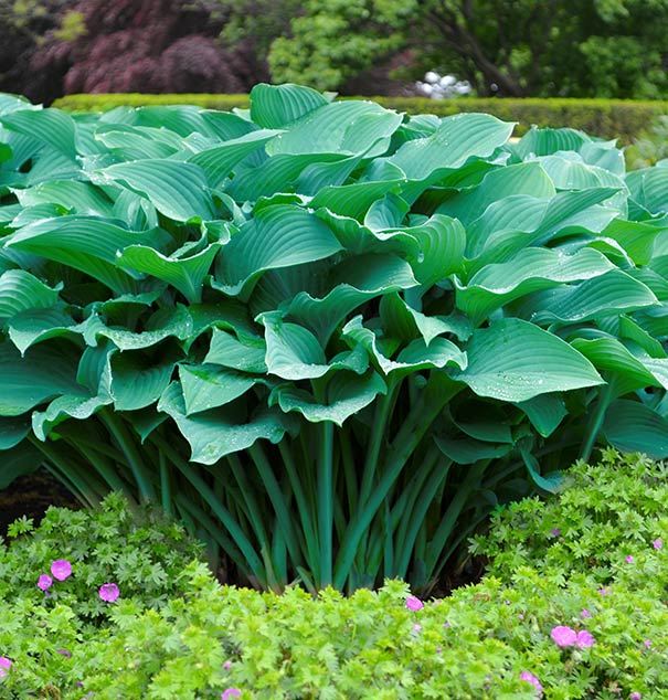Upright Hosta 'Krossa Regal'