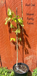 Northern Red Oak Tree