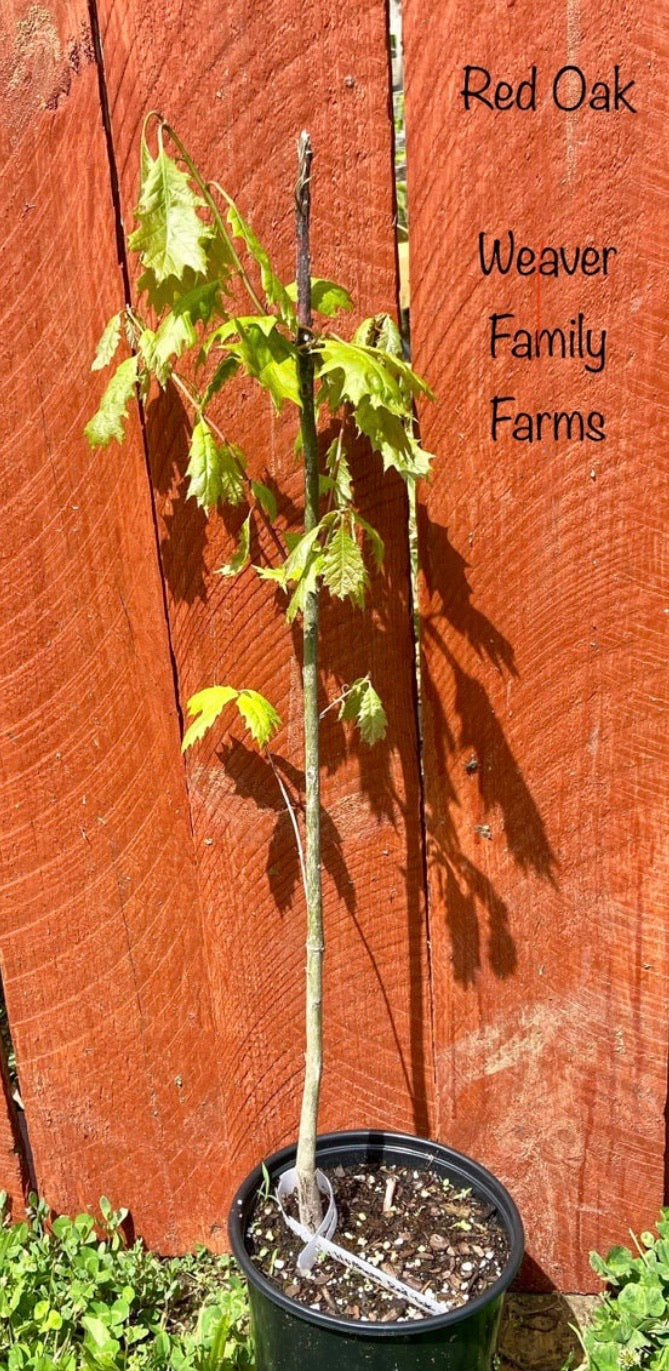 Northern Red Oak Tree