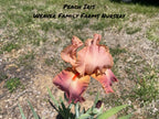 Iris 'Peach'