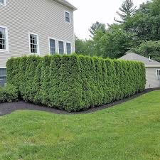 Arborvitae 'Emerald Green'