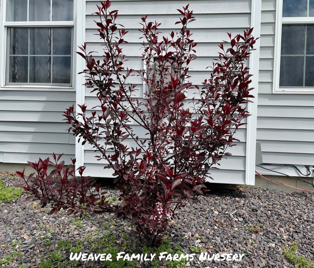 Purple Leaf Sand Cherry