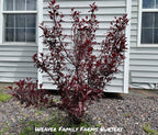 Purple Leaf Sand Cherry