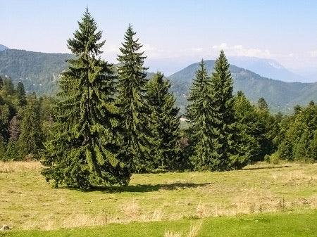 Norway Spruce Tree