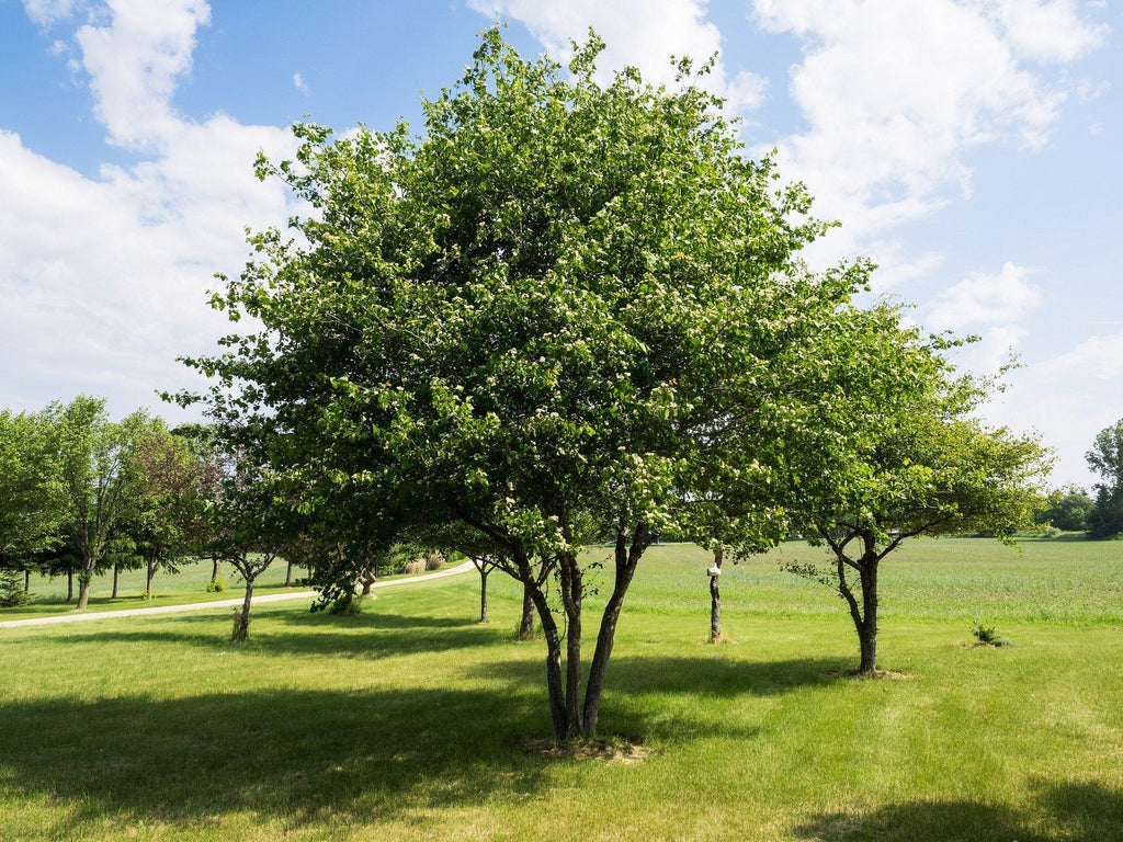 Washington Hawthorn Tree