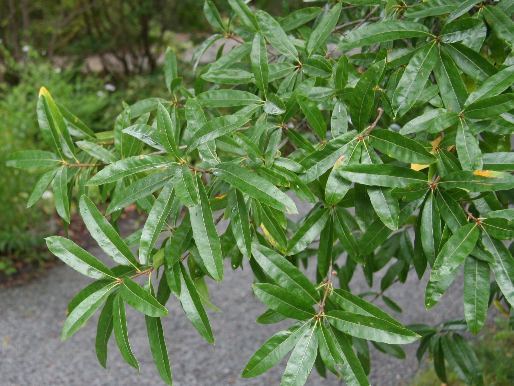 Willow Oak Tree