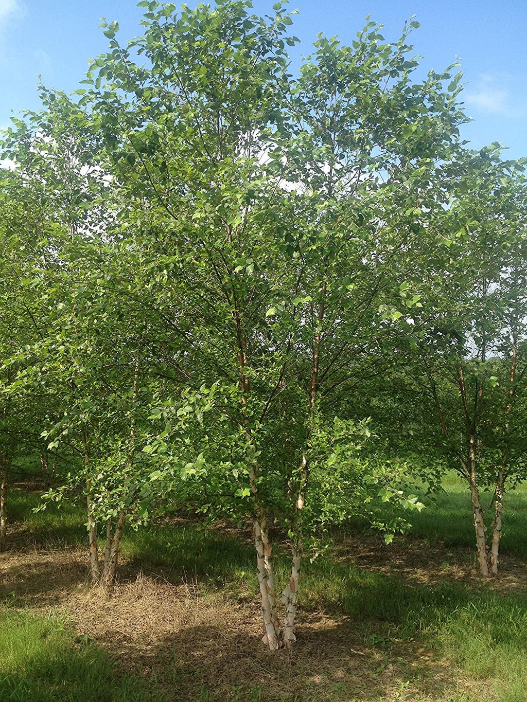 River Birch Tree