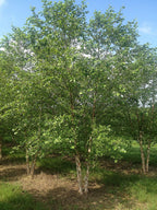River Birch Tree