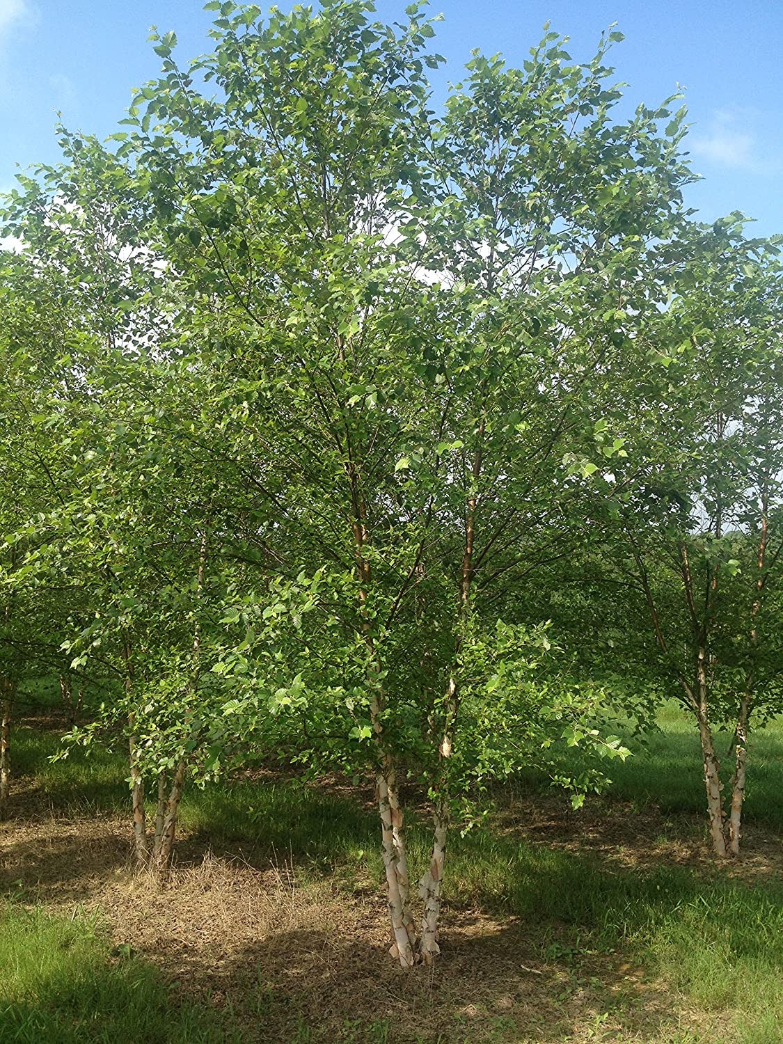 River Birch Tree