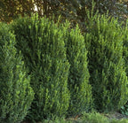 Boxwood 'Green Mountain'