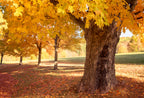 Sugar Maple Tree