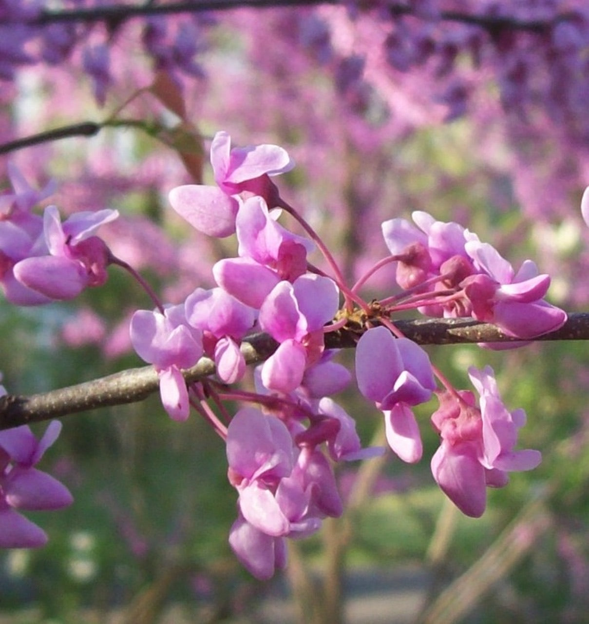 Redbud Tree