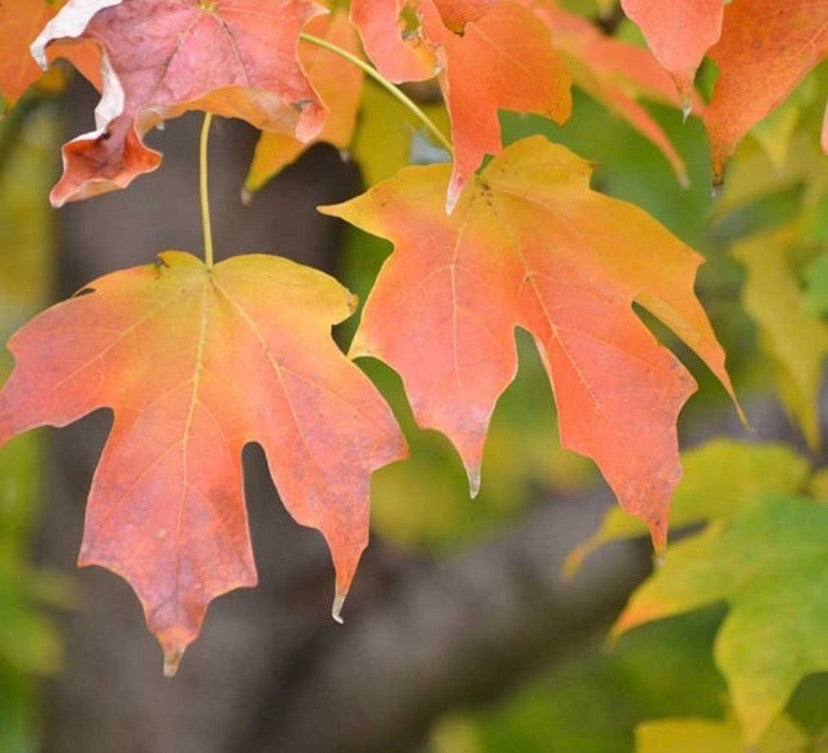 Sugar Maple Tree