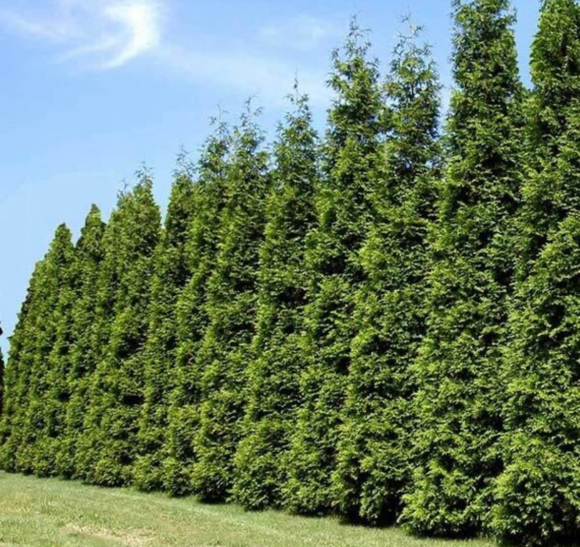 Arborvitae 'Green Giant'
