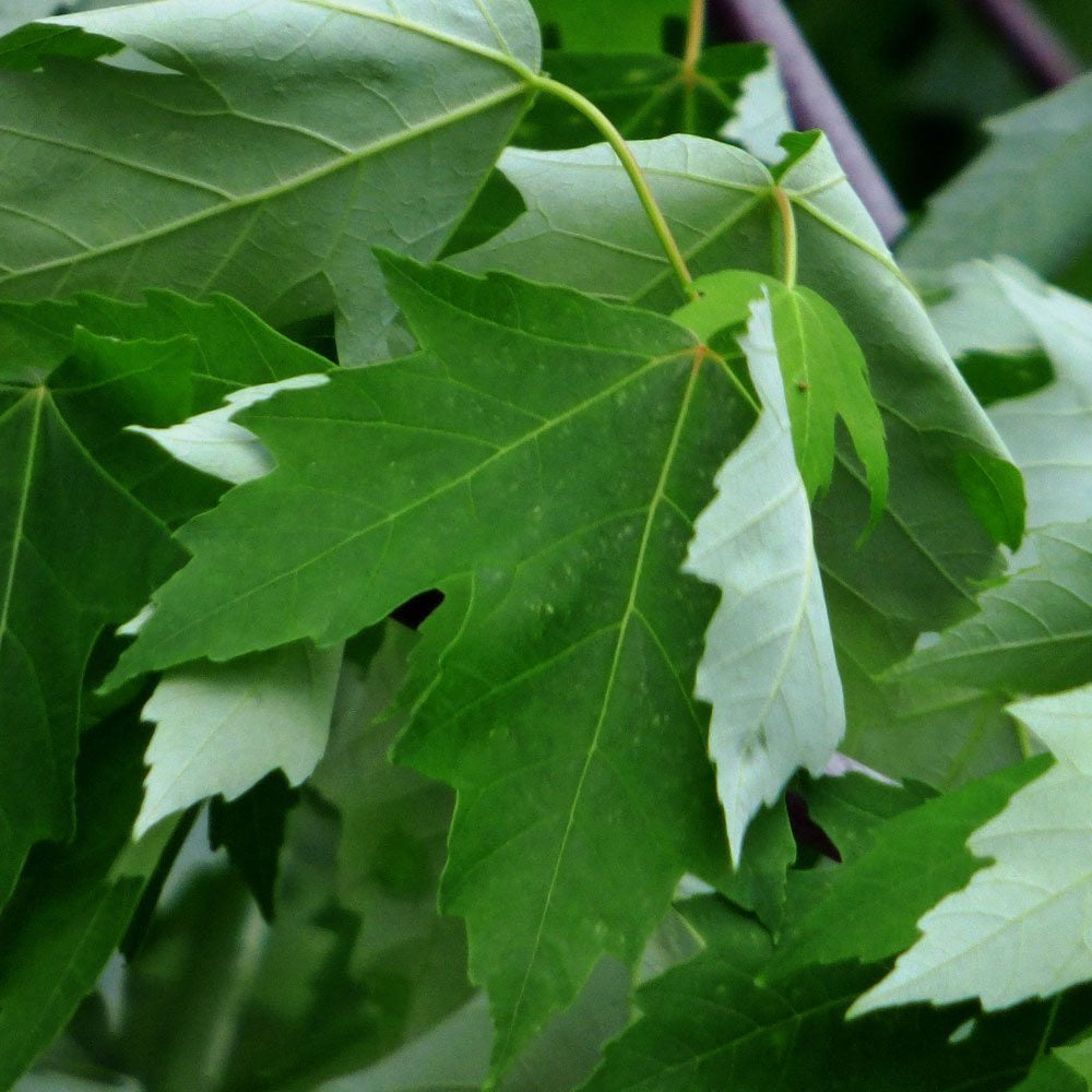 Silver Maple Tree