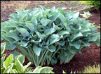 Upright Hosta 'Krossa Regal'