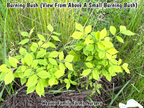 Dwarf Burning Bush