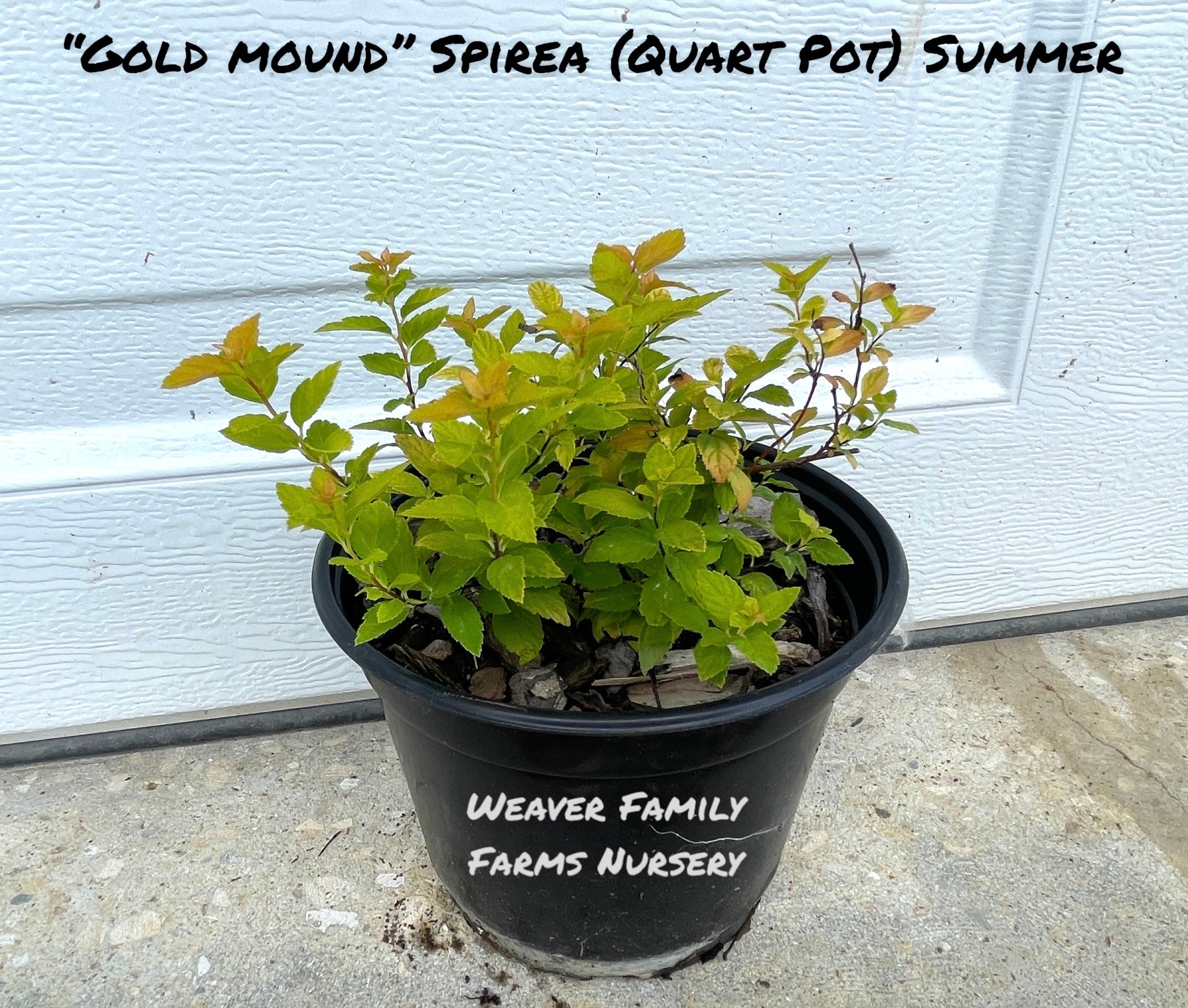 Spirea 'Gold Mound'