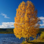 River Birch Tree