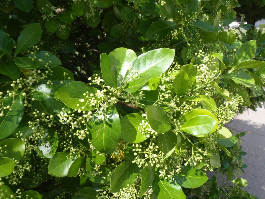 Euonymus 'Manhattan'