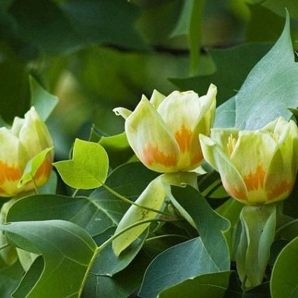 Tulip Poplar Tree