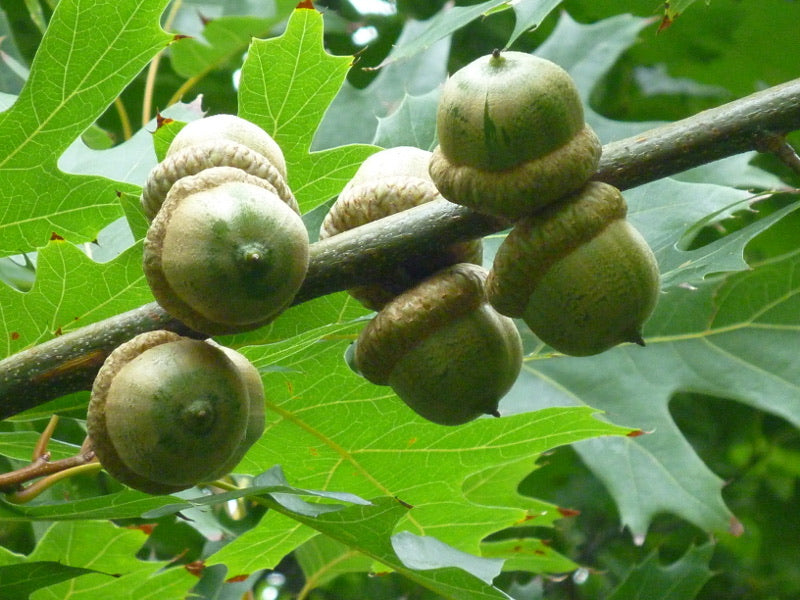 Pin Oak Tree