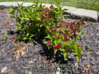 Weigela 'Ruby Red'