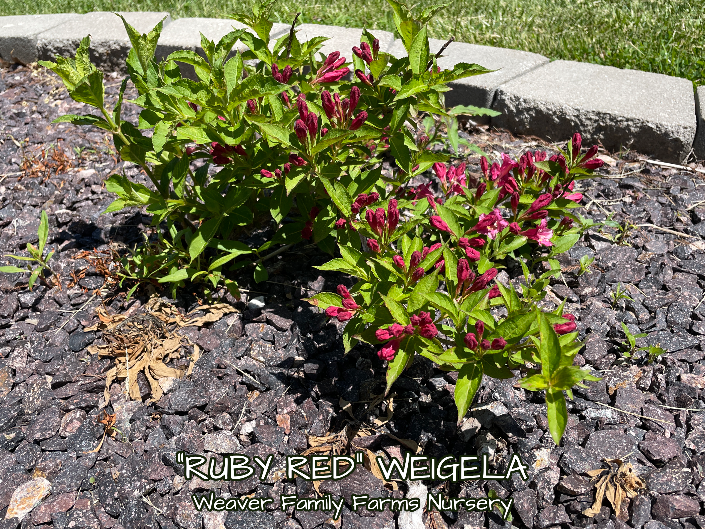 Weigela 'Ruby Red'