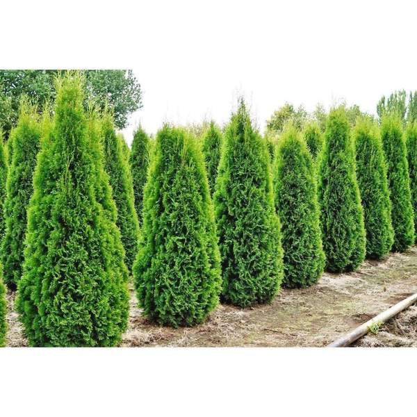 Arborvitae 'Emerald Green'