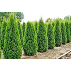 Arborvitae 'Emerald Green'