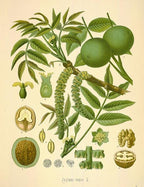 Black Walnut Tree